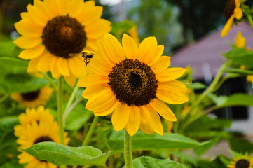 Obraz premium a bee flying by the blooming sunflower in the garden 