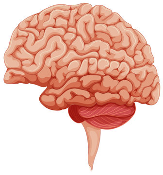 Human brain on the side