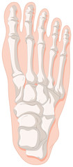 Bone x-ray for gout toe