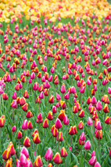 Fototapeta na wymiar Colorful tulips