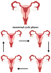 Menstrual cycle phases in human