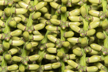 Betel palm or Betel nut or Areca catechu green raw in bunch
