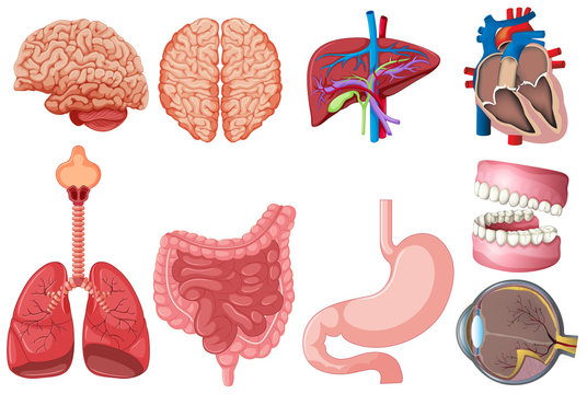 Set of human anatomy