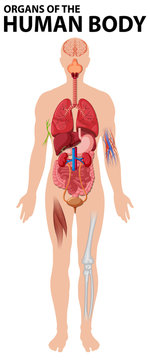 Diagram of organs of the human body