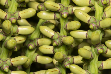 Betel palm or Betel nut or Areca catechu green raw in bunch
