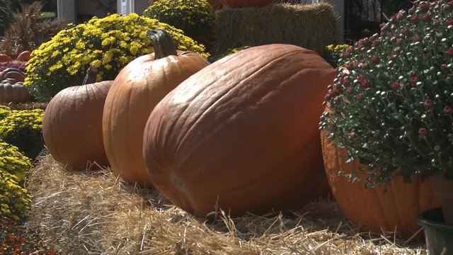 Pumpkins and mums
