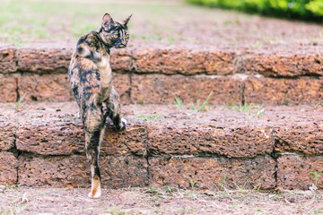 Cat in thai temple