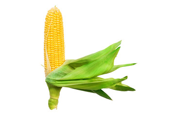 Bright yellow ear of corn. Leaves turned to the right. Isolated on white background without shadows.