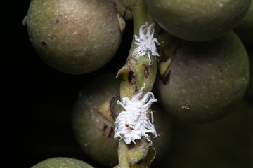 mealybugs
