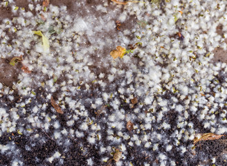 Poplar fluff on the ground. Selective focus.