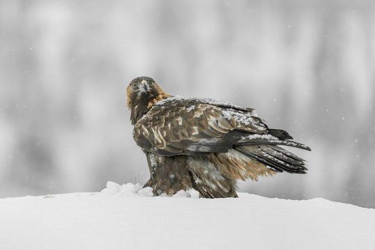 Female Golden Eagle