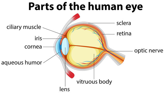Parts of human eye with name