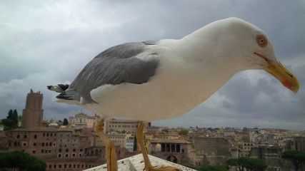gabbiano reale su cornicione