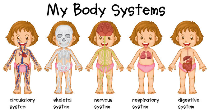 Different systems in human being