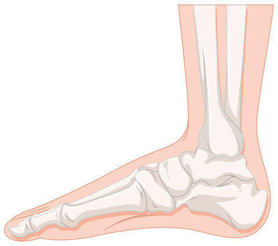 Foot Bone Of Human