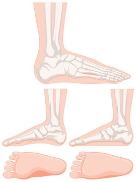 Set of human foot bone