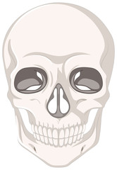Human skull on white background