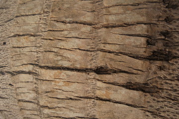 Vertical cracks of bark