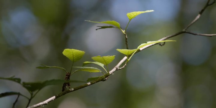 Leaves and branch close-up with soft focus background