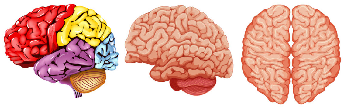 Different diagram of human brain