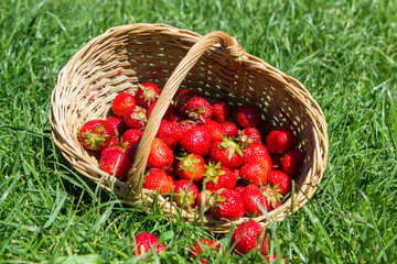 Fototapeta na wymiar basket scattered strawberries