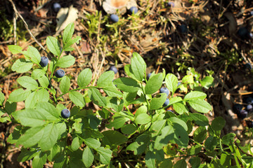 bush with forest blueberries/ Forest blueberries growing on a bush in the summer in the woods view from above 