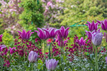 Springtime garden in Giverny France has an abundance of beautiful flowers
