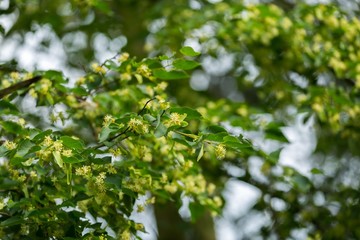 Blooming branches of lime tree (Tilia cordata)