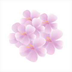 Bouquet of Sakura isolated on white background. Apple-tree flowers. Cherry blossom. Vector