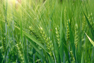 fresh green wheat field during summer day.