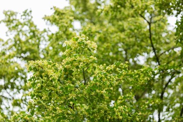 Fototapeta premium Blooming branches of lime tree (Tilia cordata)