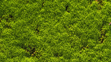 Green moss on old concrete floor