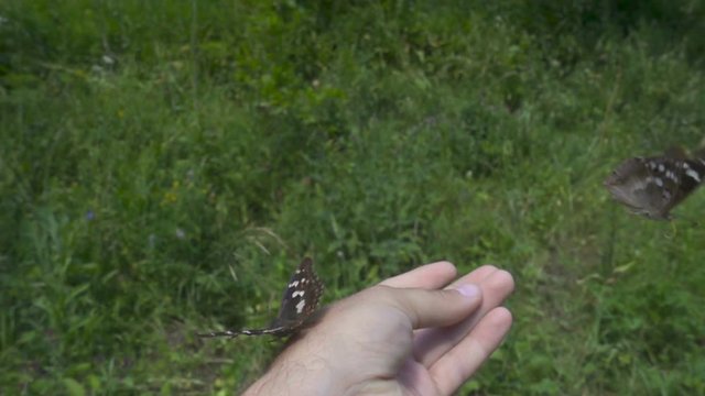 Beautiful big butterfly takes off from his hands. Apatura iris. Slow motion. 480ftp.