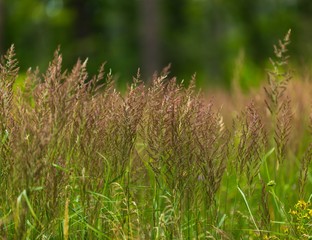 Beautiful blooming grass in summer