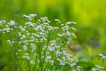 Wild white flowers growing in forest