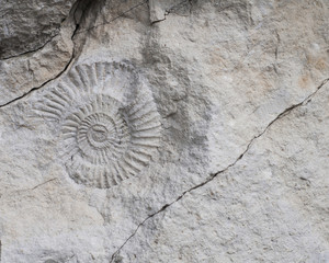fossils shells © Maciej Sobczak