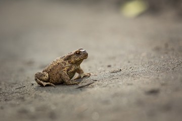 Wild brown toad walking on sand