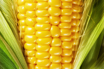 Macro photo of yellow corn background, healthy and tasty food