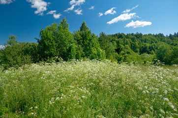 Russian  summer meadow