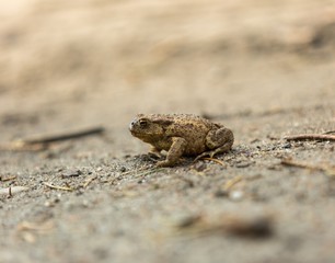 Wild brown toad walking on sand