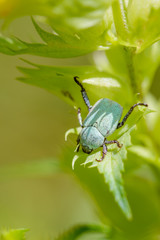 Hoplia Parvula on a Rhinanthus Flower