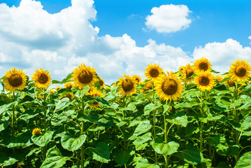 Sunflower against the blue cloudy sky on a hot summer day