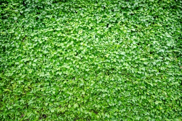 Green leaf fresh nature background
