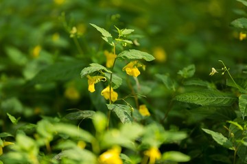 Wild yellow flower growing in forest