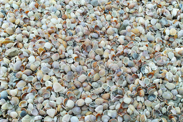 A heap of small yellow, grey and pink shells