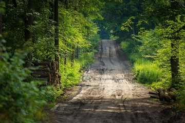 Obraz premium Sandy forest road at summer