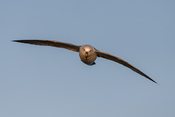 Northern Fulmar in flight over the ocean
