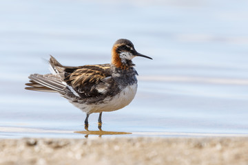 The red-necked phalarope (Phalaropus lobatus)