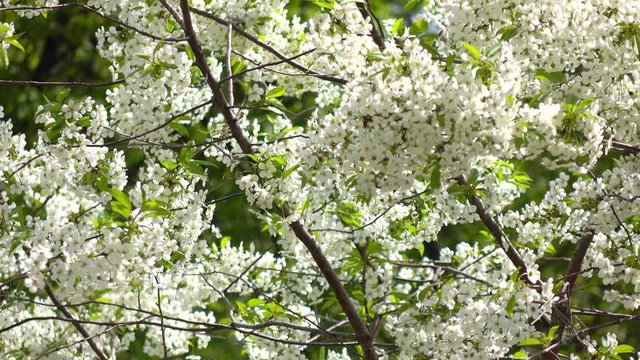 Blooming cherry garden on a sunny day 4K shot