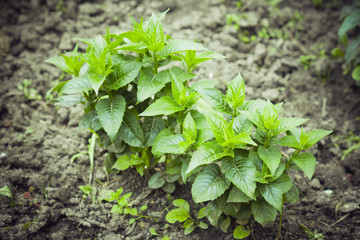 Crimson beebalm (Monarda) growing in the garden. Toned image.